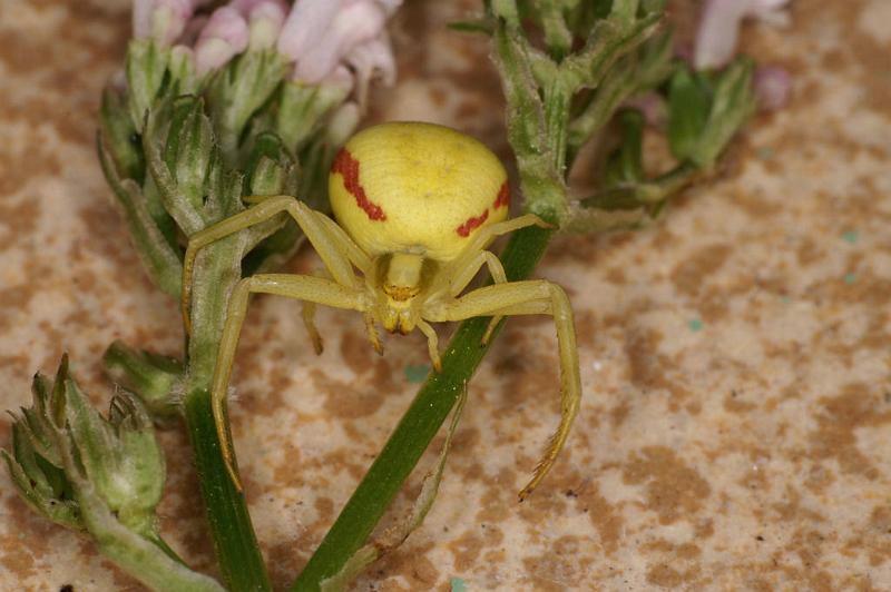 Misumena_vatia_D5022_Z_91_Les Gris_Frankrijk.jpg